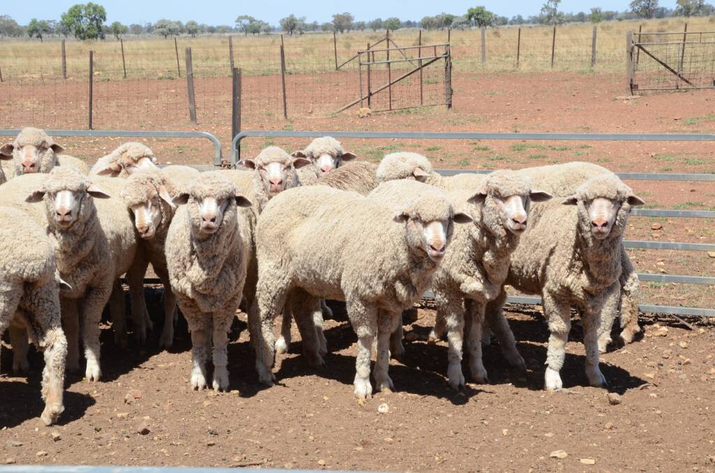 RAISING RISK: The NSW Farmers Association says a ban on mulesing would risk the lives of millions of Merino sheep. 