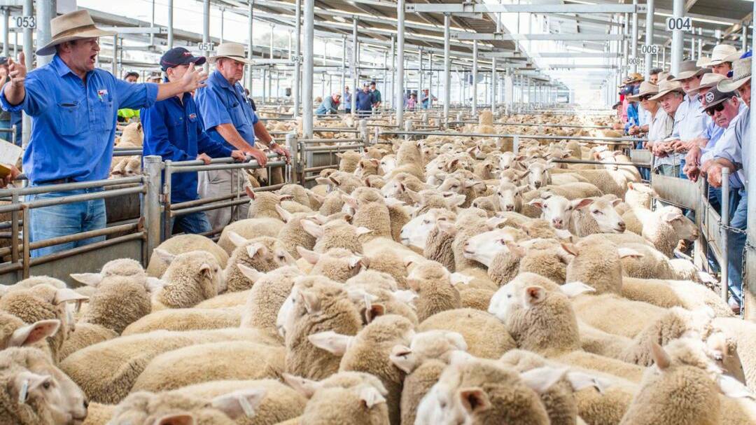 Recovery expected for lamb exports