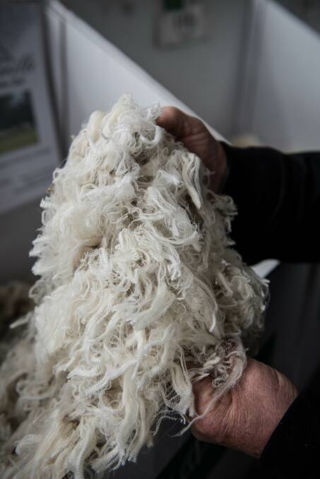 The news wasn’t all bad in the wool market as the EMI in US currency set a new record level 1540c when it lifted 7USc/kilogram. Photo by Laura Ferguson. 