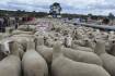 Prices up, but Aussie lamb remains affordable