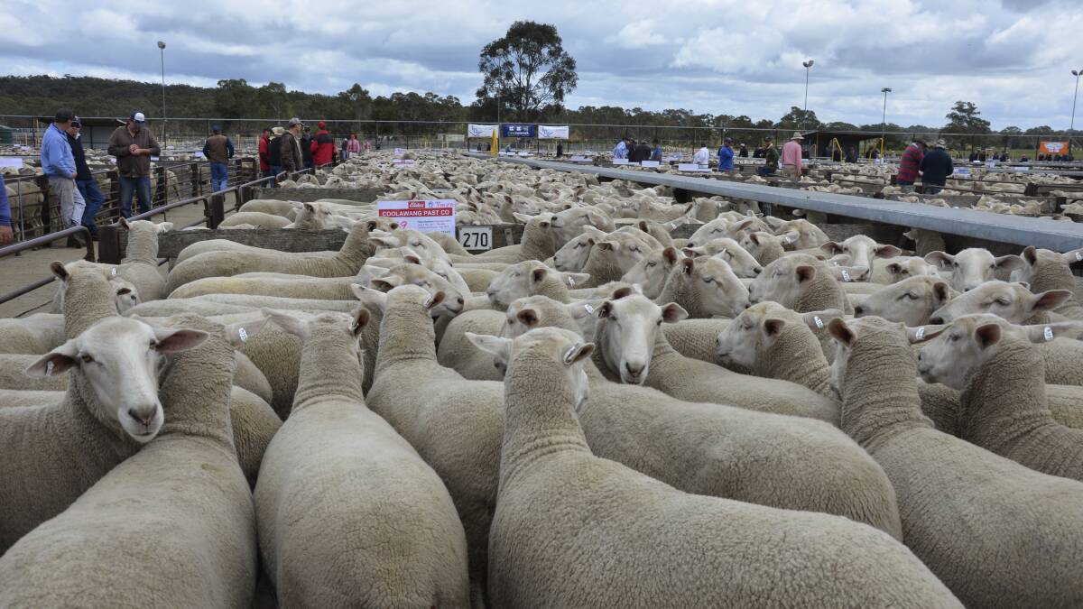 Re-stocker demand keeps sheepmeat market firm
