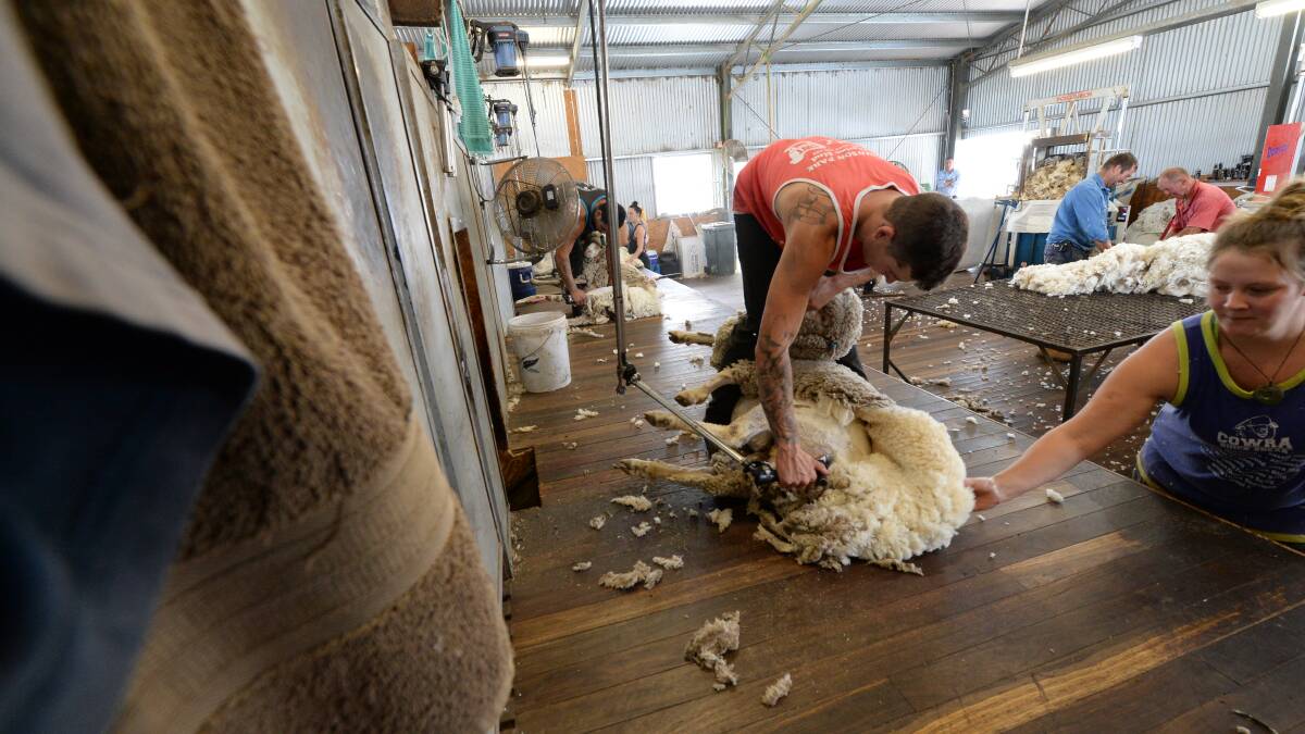 Back-breaking: Shearers spend hours every day with their backs in a flexed, bent over position. Research between the University of Melbourne and AWI is looking at how they can help shearers have better quality of life outside of the shed. 