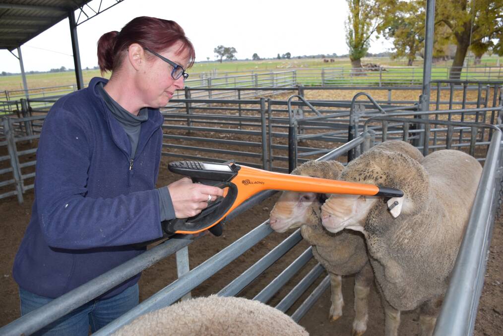 Time to get cracking as mandatory electronic sheep tags set to be implemented by January 1, 2025. Pictured is Anna Toland, Toland Merinos, Violet Town, Victoria. Victoria introduced eIDs in 2016. Photo by Joely Mitchell. 