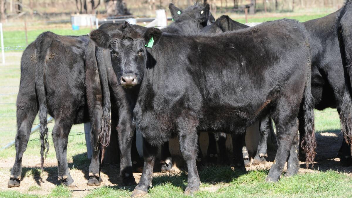 Heifer development to be researched
