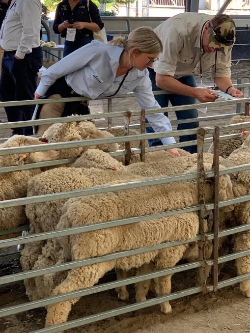 AWN's Ally Colwell participating in the sheep classing challenge. 