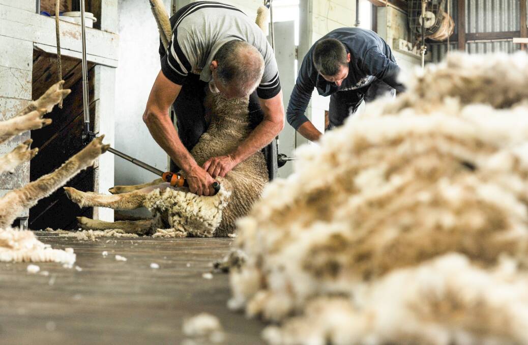 The number of sheep to be shorn is expected to increase, but average cut will remain similar as favourable lambing and weaning percentages increase the proportion of younger sheep in the flock