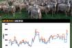 Merino sheep skin prices moving towards record highs