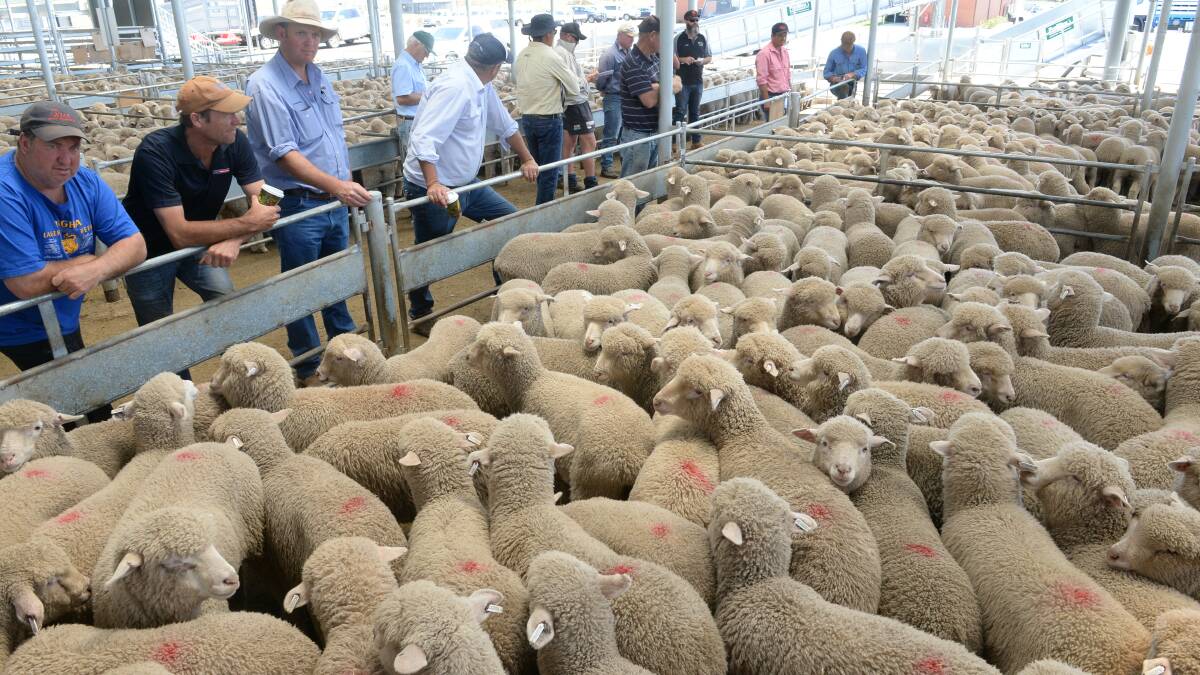 Strong saleyard competition will keep falls in lamb prices to a minimum over the next five years. But if adverse weather conditions continue, the national flock rebuild will be put on hold. 