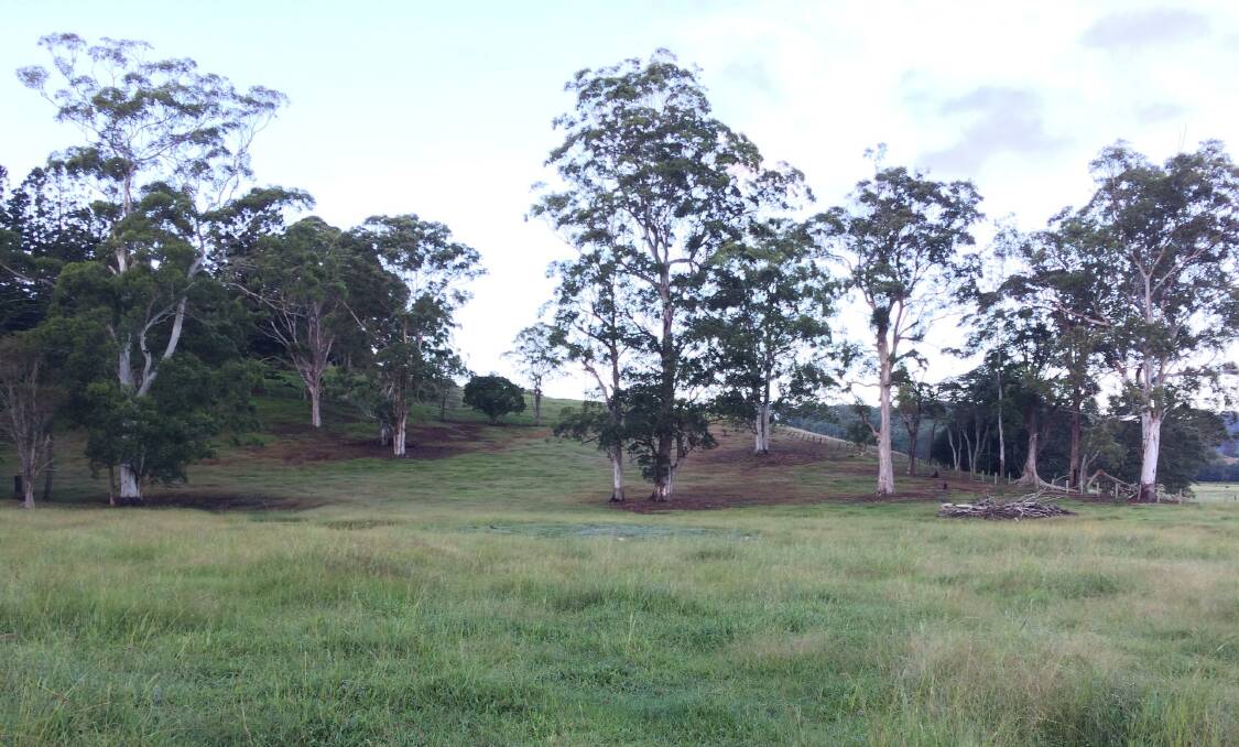 Pasture dieback first appeared under trees in the Tweed Valley. Evidence is now mounting that mealybugs are the problem but remedy is simpler than you think, once fungi are allowed to flourish. Photo: Dianne Love
