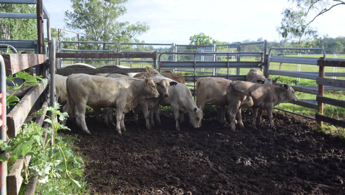 Charolais calves from first-cross mothers averaged 290 kilograms at 10 months of age last year. This season's drop are on track to achieve that weight again.