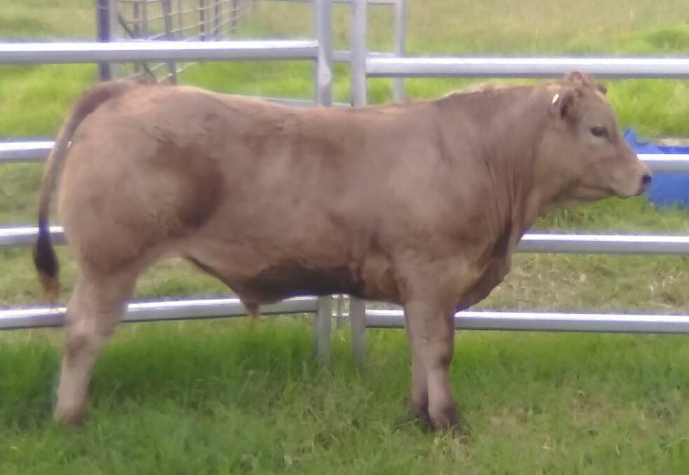 Reserve champion potential show steer bred by Brian and Noeline Grogan, Steinbrook, also made $20/kg for 275kg or $5500. Photo supplied.