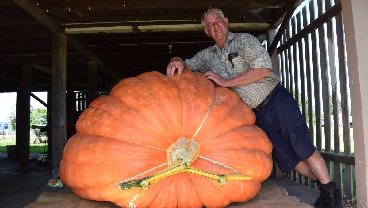 John Leadbeatter, Rukenvale via Kyogle with a 585kg Giant Atlantic pumpkin which he hopes will survive to January 20 to win the giant pumpkin weigh-off at Lismore.