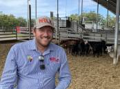 Manager of the council-owned Northern Rivers Livestock Exchange at Casino, Brad Willis, with cattle that have survived the floods but whose owners cannot be found. 