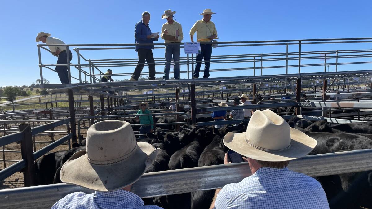 Heavy Angus 368kg made $1494 at 406c/kg at Tenterfield on Friday.