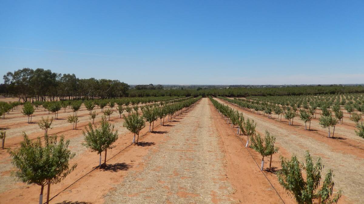 Almonds grown in the Riverina use more water per hectare than cotton, but return a better profit on the water used. What's right and what's wrong in the water space? The story is convoluted, says Moree producer Dick Estens.
