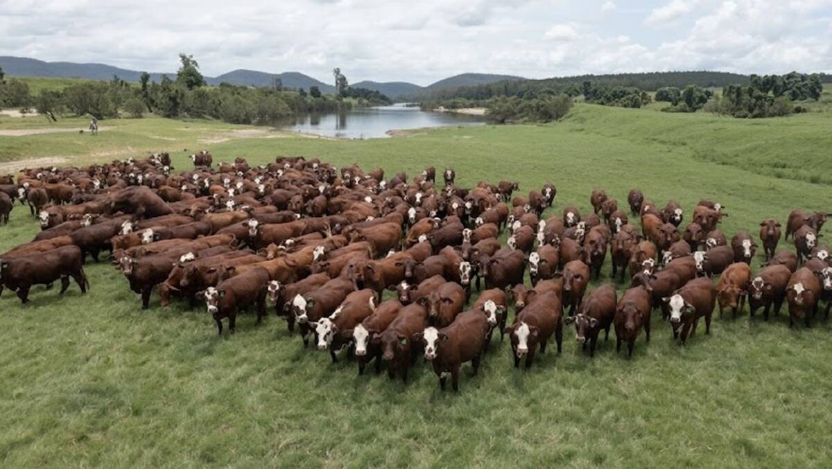 Hereford over Santa Gertrudis are the backbone of commercial production at Yulgilbar Station. Photo: Supplied