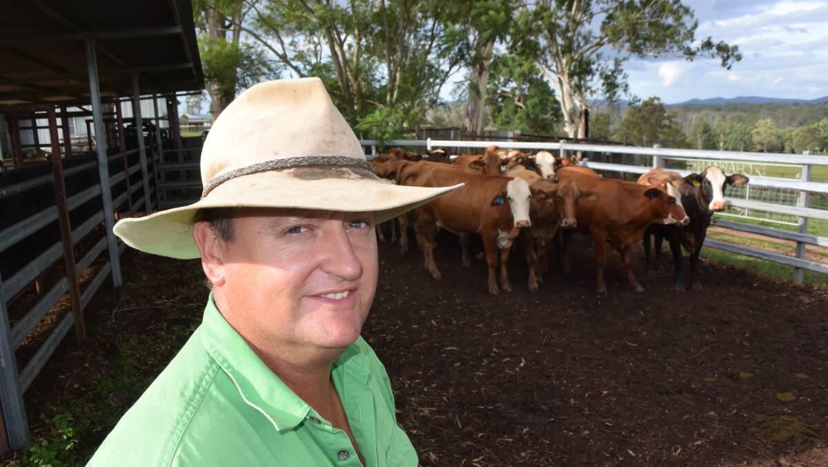 Adam Chapman, Fineflower, with some of his first-cross Brahman/Hereford females that have helped to lift weaner weights when joined to Charolais bulls.