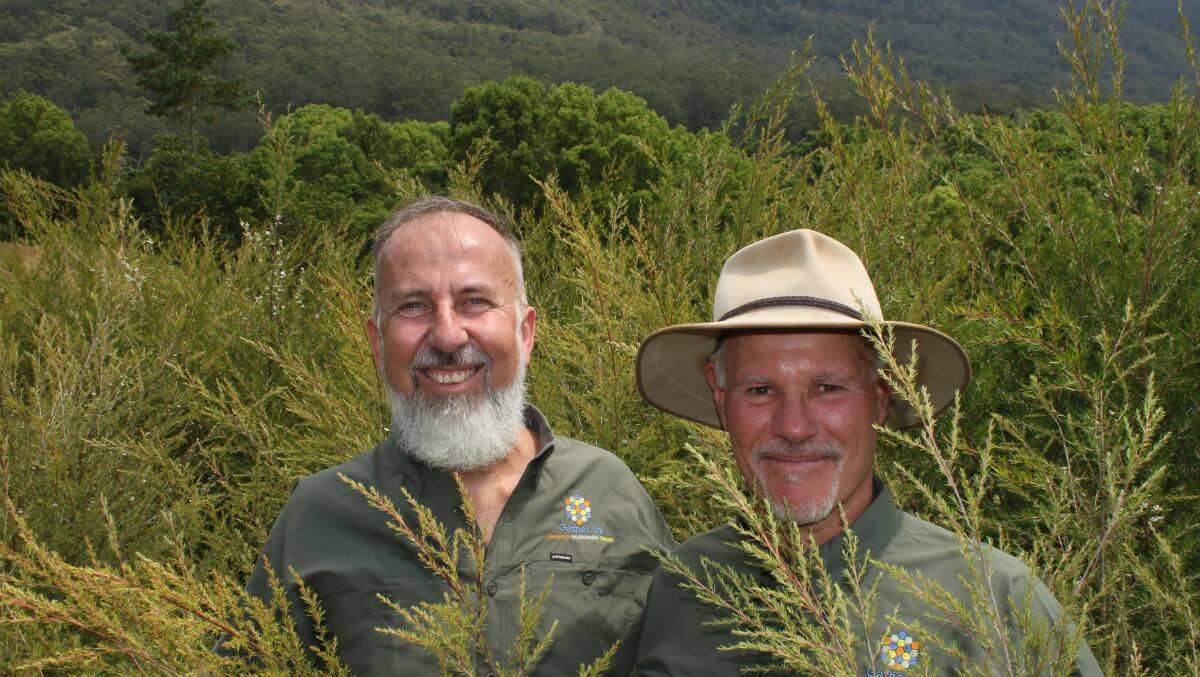 Matthew Blomfield and Tony Stubley, both from the enviro-agri start-up Gather By inspect an eight month old plantation of 'hyper' Leptospermum growing near Mt Warning in the upper Tweed Valley.