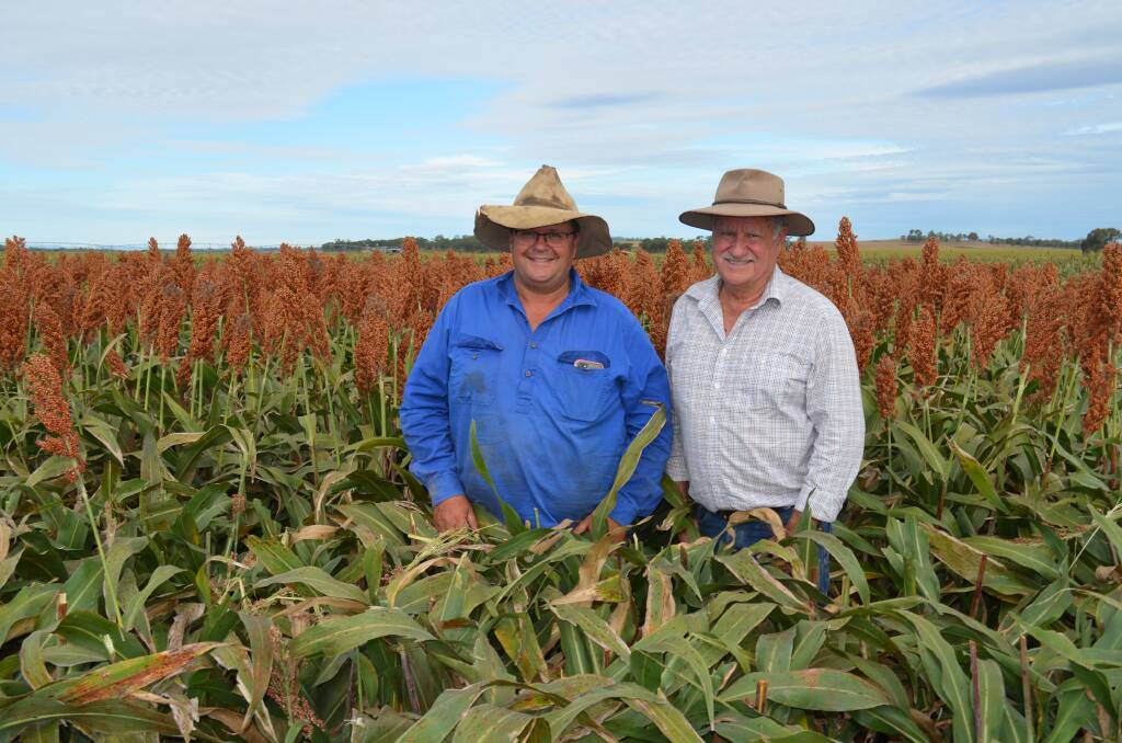 Ted Shooter and Bill Smith yield testing the first place Sentinel IG grain sorghum.