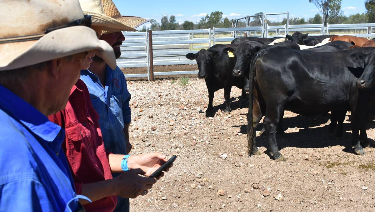 Ed Burke, Anna Hughes, and Jim Loman using Agriwebb to track cattle.