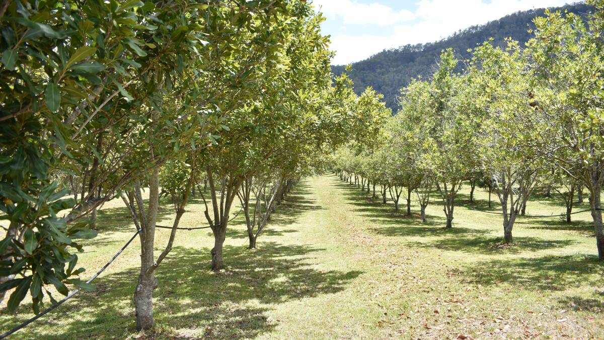 The farms macadamia orchard is looking promising for next harvest.