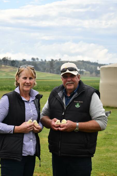 PASTURE RAISED POULTRY: Bronwyn and David Neuendorf holding some baby chooks that are a few weeks away from going on the paddock. 