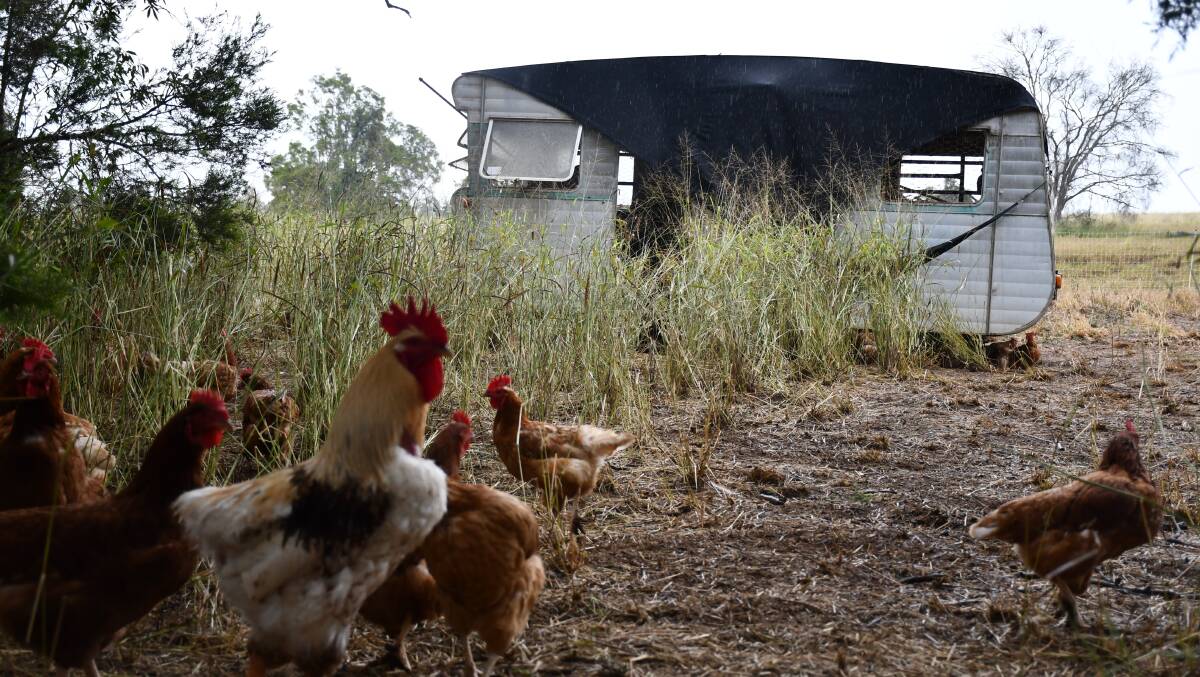 PASTURE RAISED: Chooks chew away at the shrub and clean up otherwise useless land.
