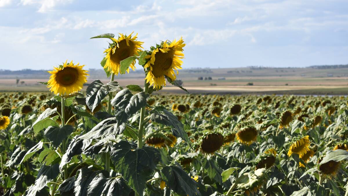 Sunflowers facing away from the sunset on the Cunningham Highway. Photos: James McManagan