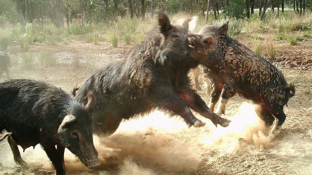 CLIMATE PESTS: By uprooting carbon trapped in soil, wild pigs are releasing around 4.9 million metric tonnes of carbon dioxide annually across the globe, the equivalent of 1.1 million cars.
