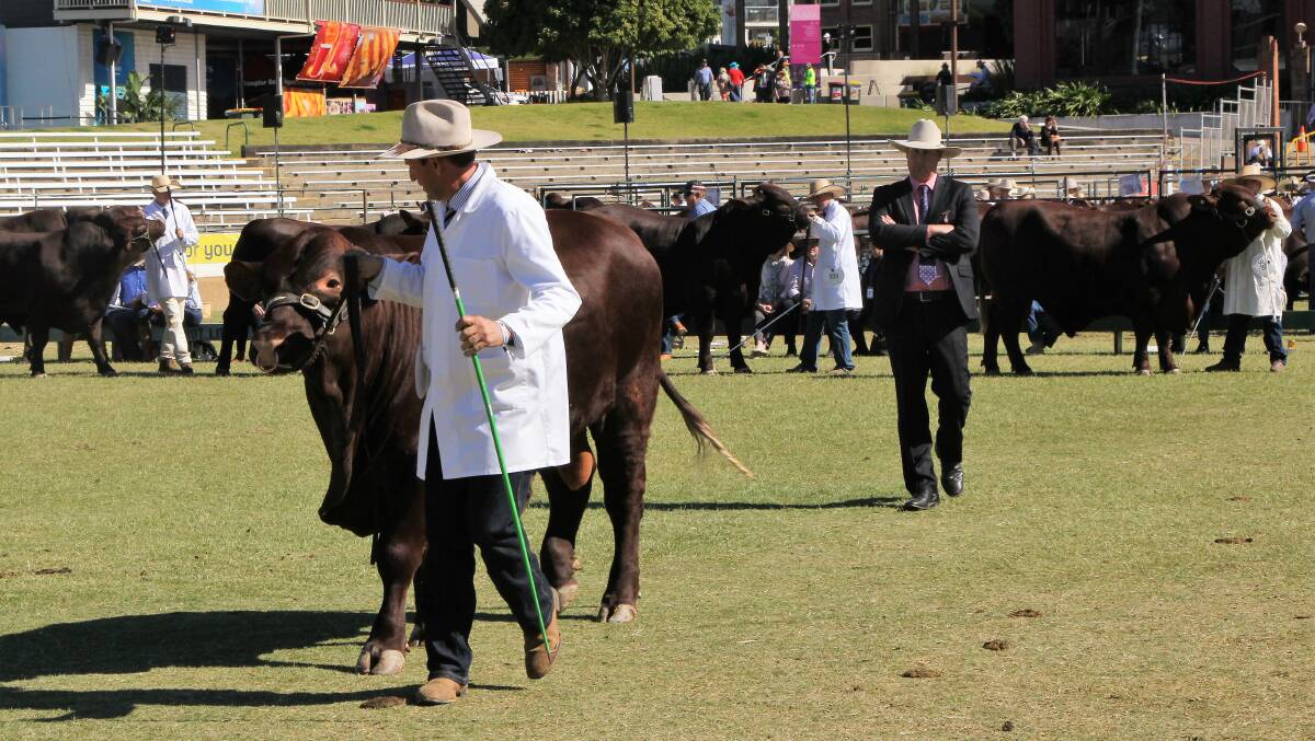 The Ekka brings the country to the city, showcasing the best of Queensland's beef genetics. 