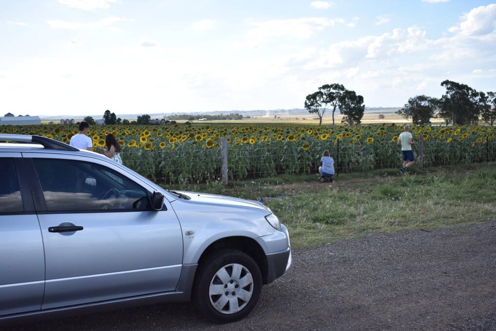 People pulled over to take photos of the blooming summer flowers.