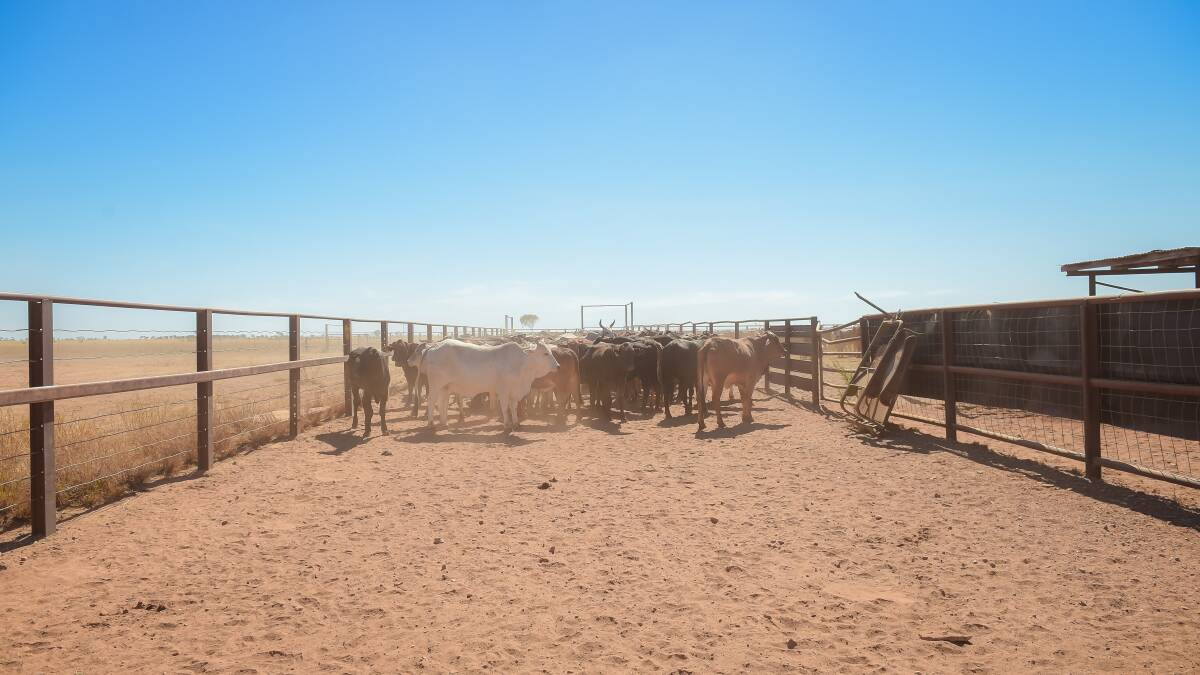 Livestock theft is more prevalent for sheep and cattle properties.