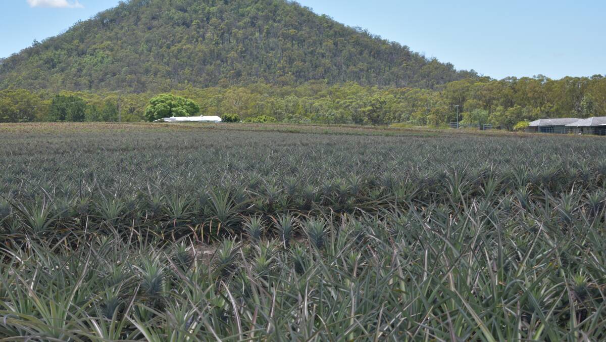 The Pates were the first pineapple farmers in Wamuran. 