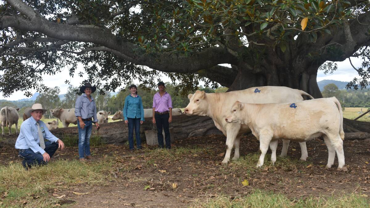 Aussie Land and Livestock selling agent James Bredhauer, with Ross, Porsha, Paula Warren and the top selling cow Elridge B-Wicked M37E with calf RUU R75E at foot.