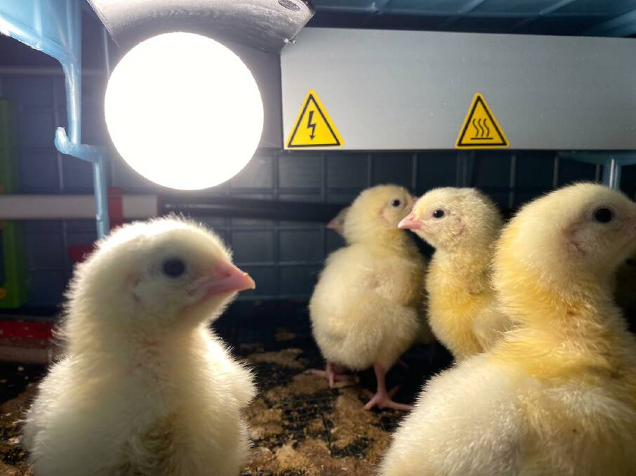 Projects leader, Dr Marta Navarro said they're examining chick's growth and performance during the first 10-15 days of its life.