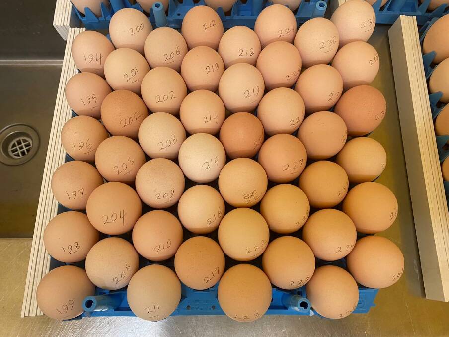 Another project being tested involves injecting essential oils and nutrients into fertile eggs using in-ovo injection technology.