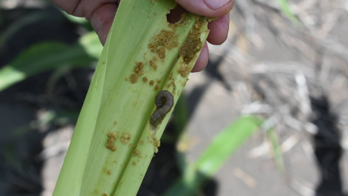 Biopesticide given emergency approval to assist fall armyworm battle.