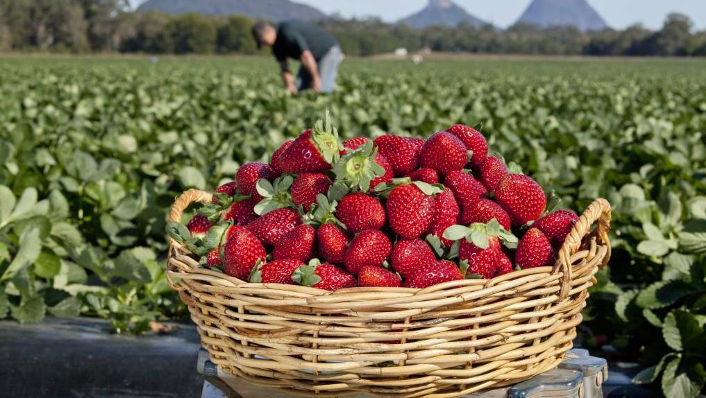 Strawberry growers said their disappointed with the lack of closure but are focusing at the task at hand.