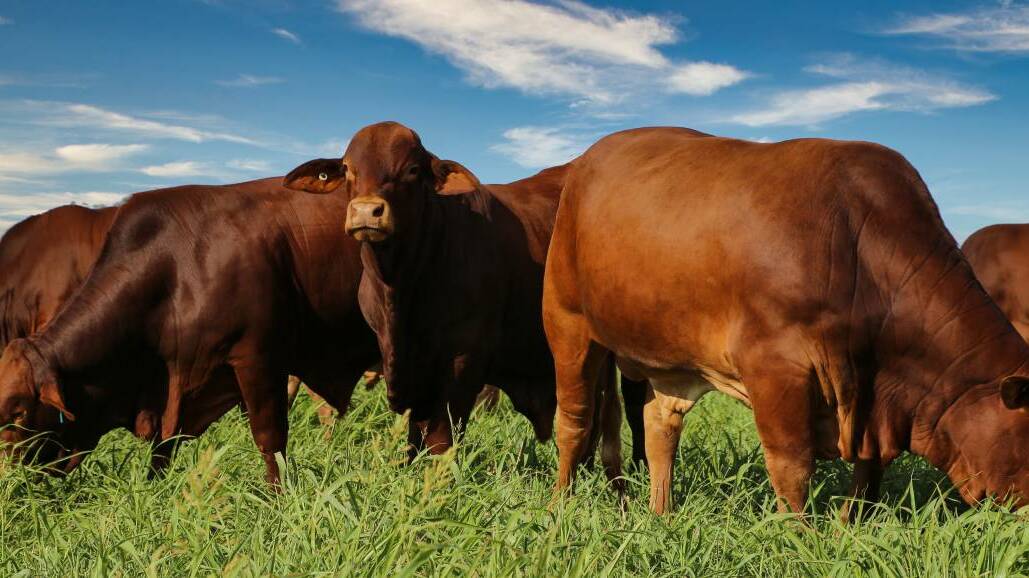 The Droughtmaster society is on the hunt for two young people to attend this year's Beef Australia event