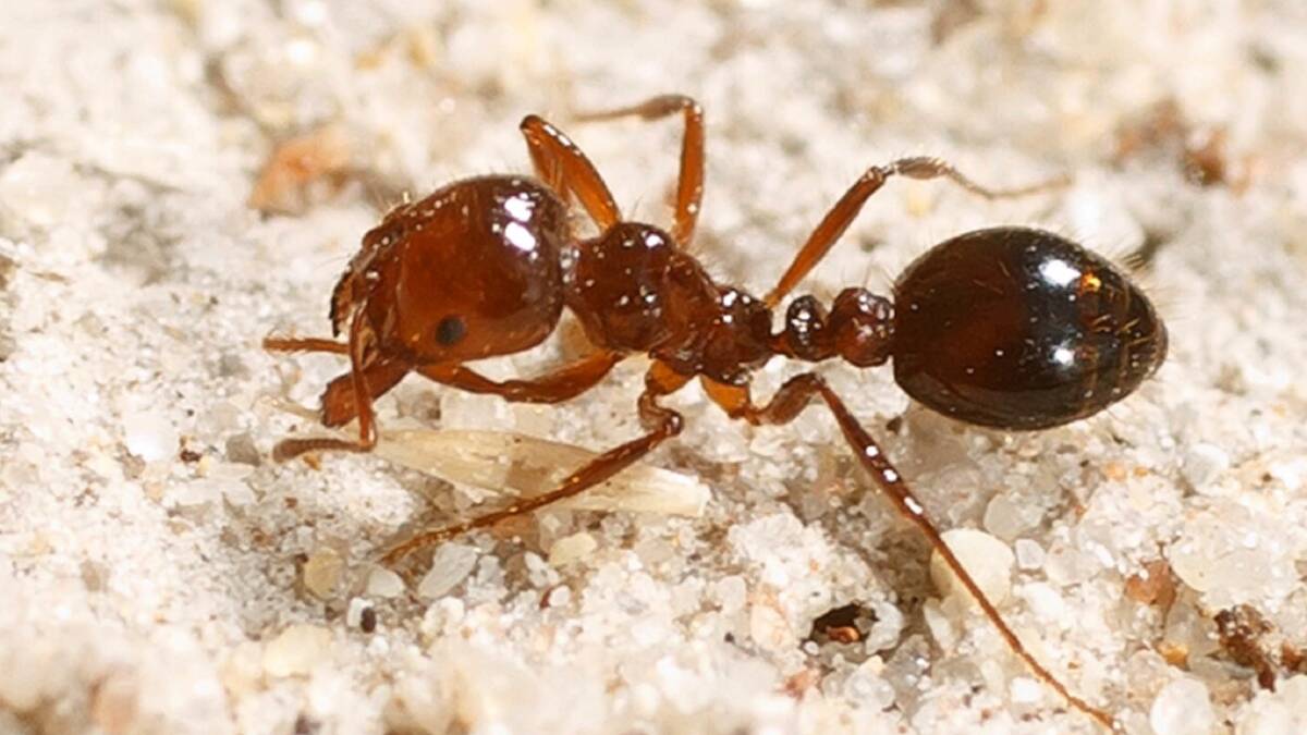 SUPER PEST: Ten year plan has helped stop modelled spread of fire ants.
