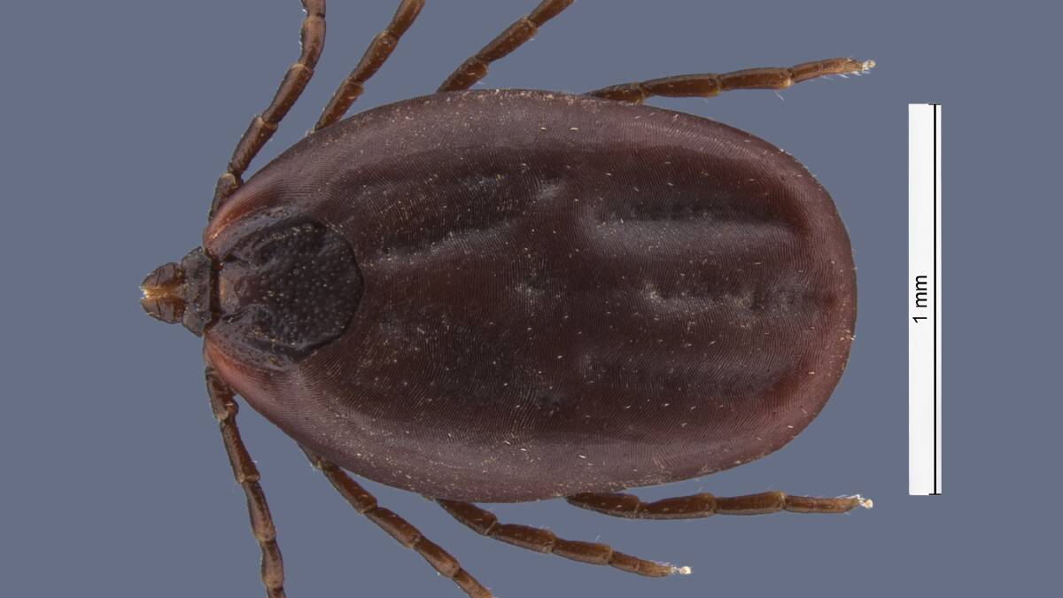 Ehrlichiosis is transmitted through the bite of a bacteria-carrying brown dog tick.