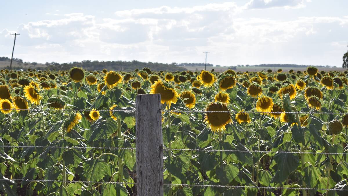 Thousands of sunflowers in bloom between Warwick and Allora. 