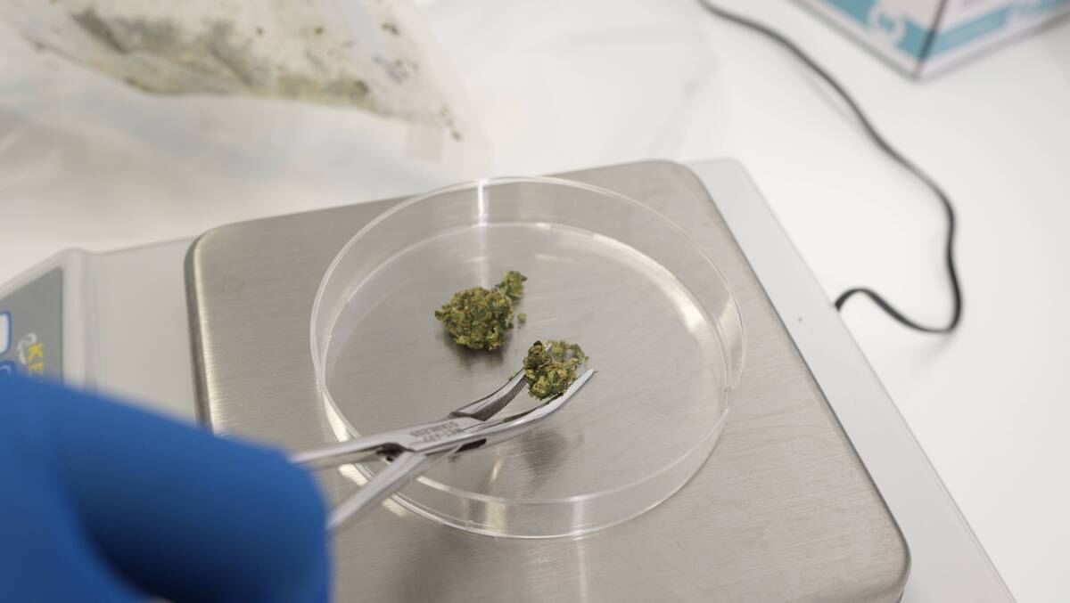 The botanical extracts team at CSIRO will develop cannabis products in the laboratory.