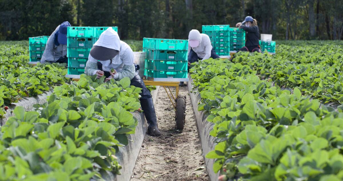 CASH CHANCE: Strawberry growers say their $100k lottery is attracting new faces to the farm but COVID uncertaintity is constantly putting pressure on the industry.