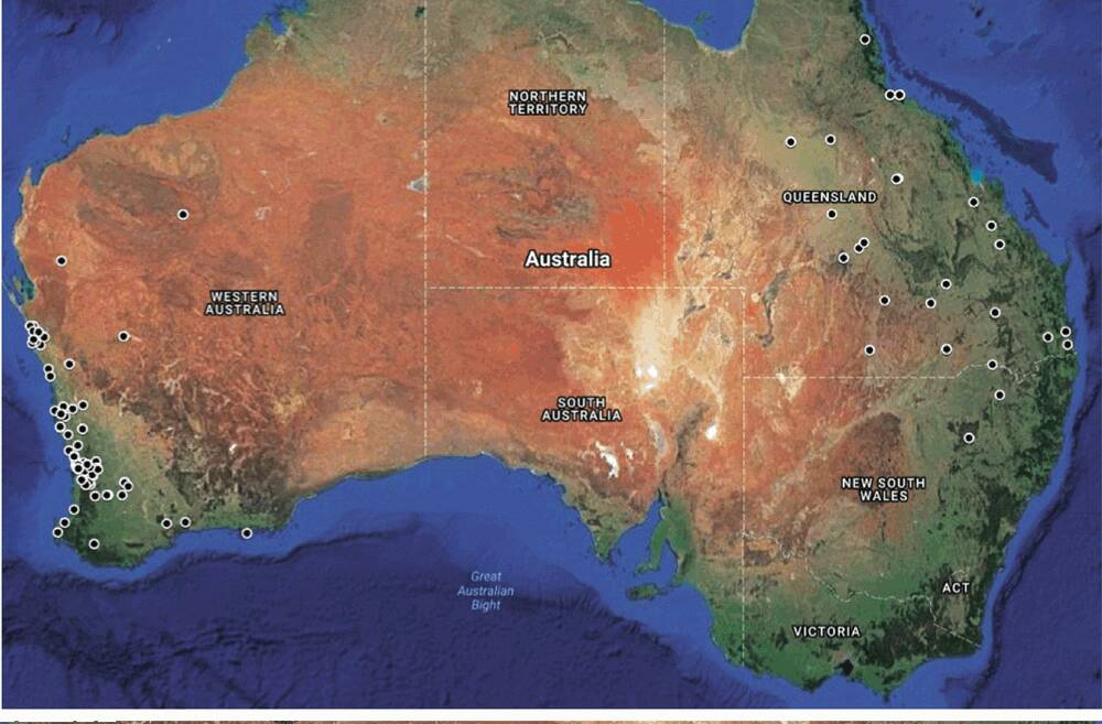 A map showing the distribution of kangaroo ticks throughout outback Queensland. CREDIT: Microbiology Australia.