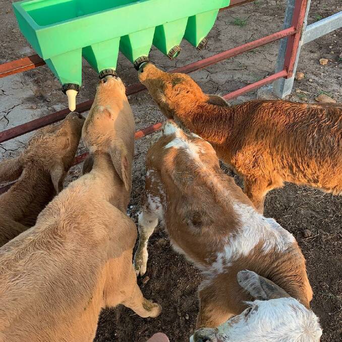Calves that survived the flooding are slowly nursed back to health.