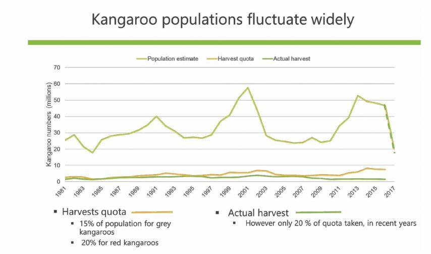 A graph showing the small number of kangaroos harvested in comparison to quota numbers and kangaroo population size. SOURCE: Australian Zoologist. 