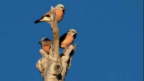 The Carmichael site is home to a significant population of black-throated finch. 