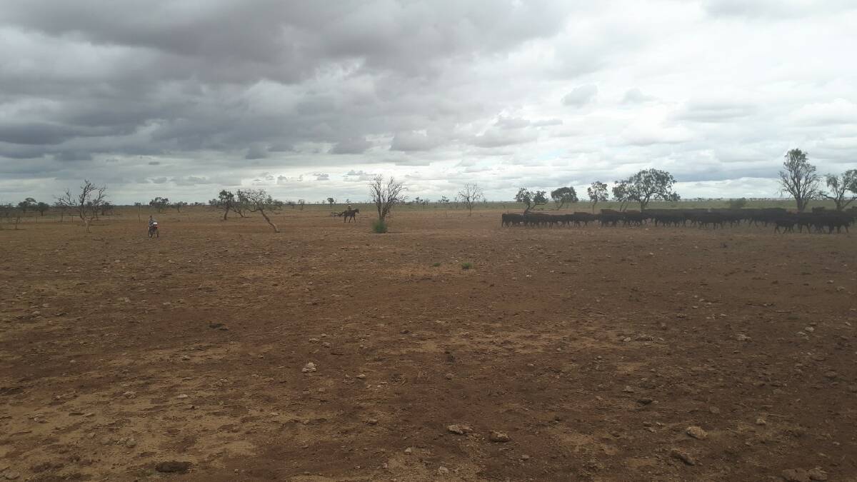 One of the decimated paddocks two weeks after the grasshoppers hatched. 