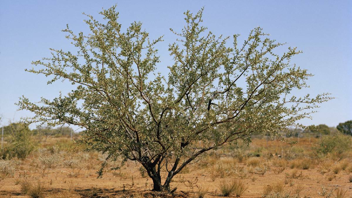 An invasive species expert has warned producers to keep an eye on the spread of prickly acacia following massive floods. Photo: DAF